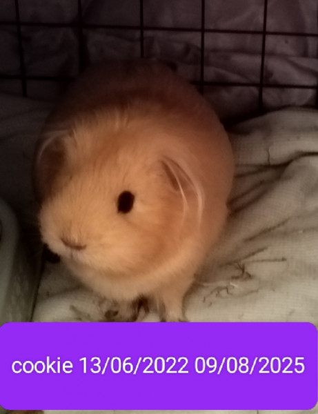 Cookie