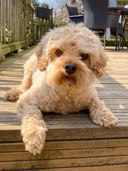 Hugo