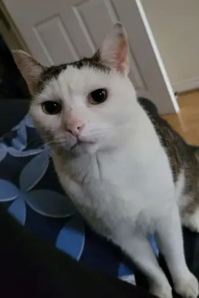 Tom