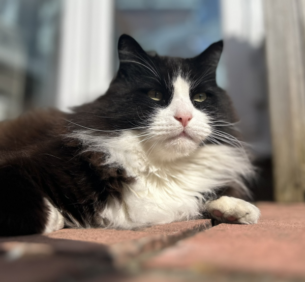 Harvey