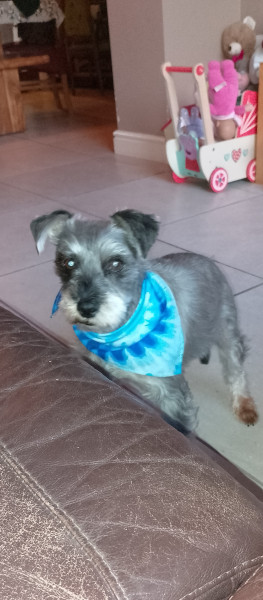 Ozzie