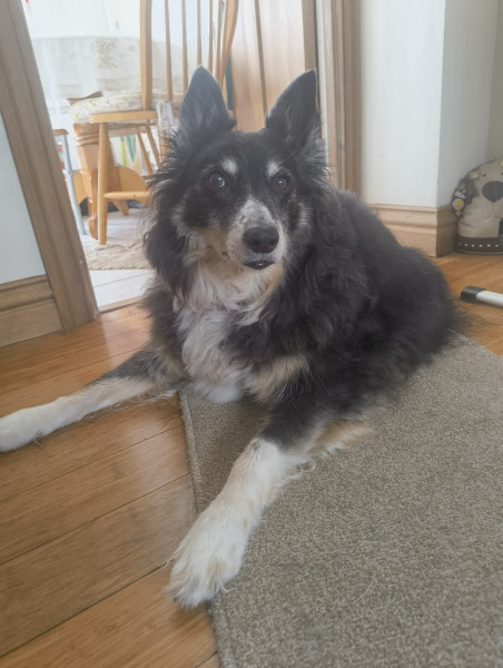 Sadie