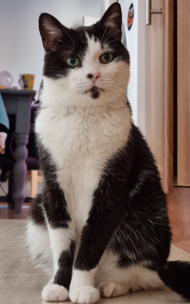 Ally-Cat
