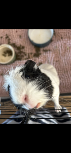 Coco