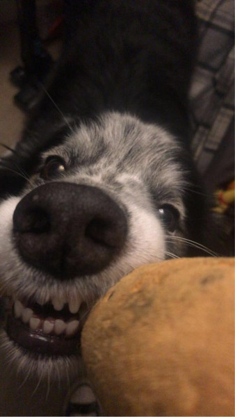 Jake