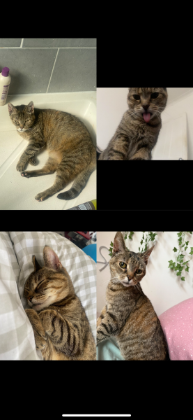 Narla