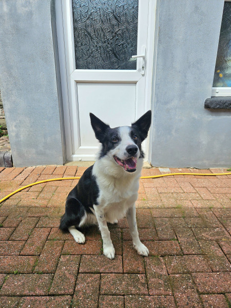 Flynn