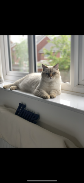 Simba
