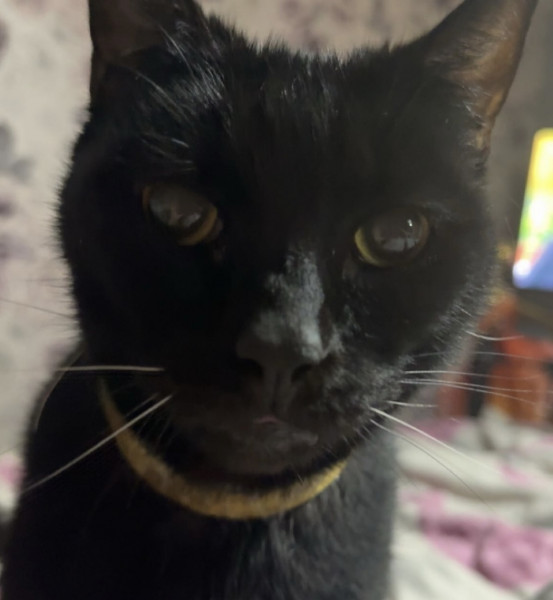 Sox