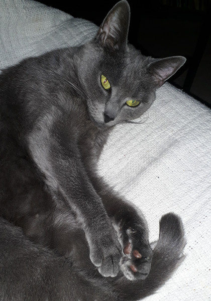Tabitha
