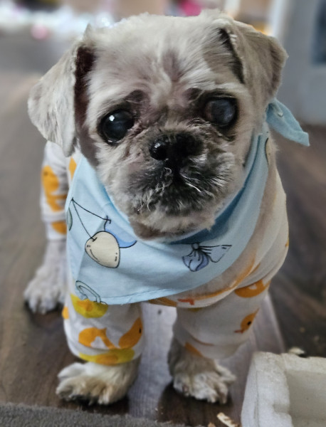 Louie Milo Gromit Greene