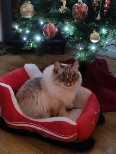 Charlie Ellis - Christmas Memorial