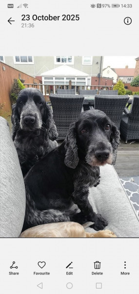 Lilly & poppy Goldsmith