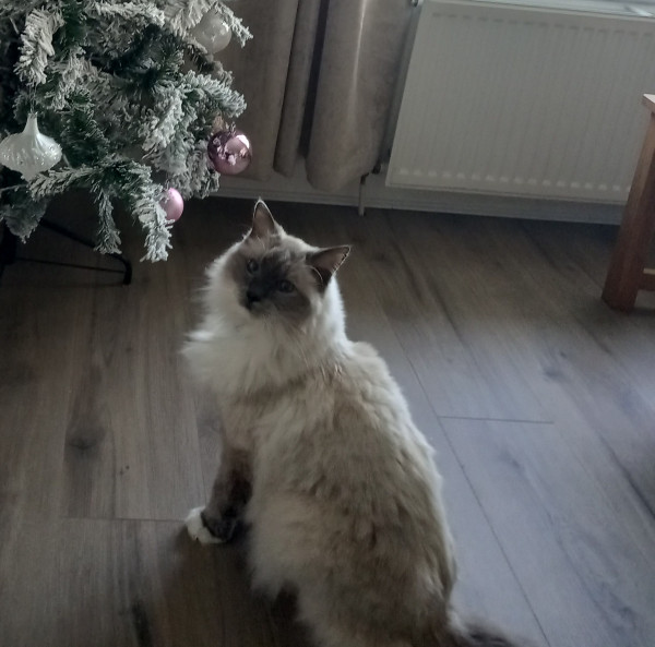 Ollie.    (Ragdoll Cat )