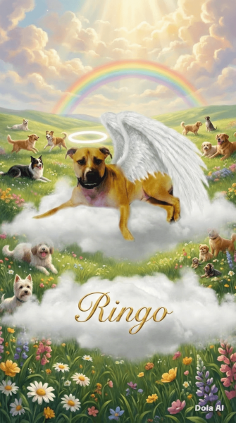 Ringo Harper