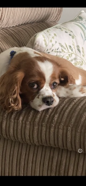 Alfie