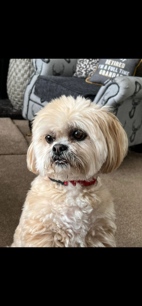 Jessie