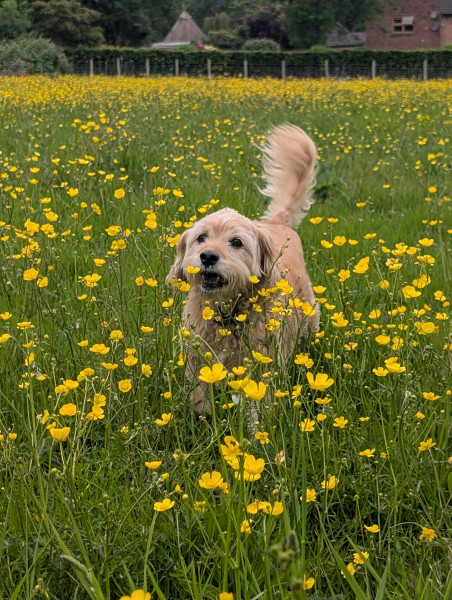 Henry