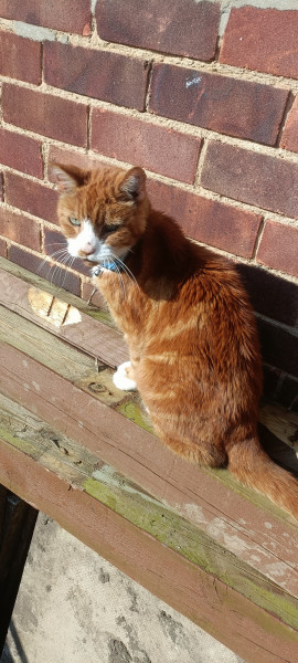 Garfield