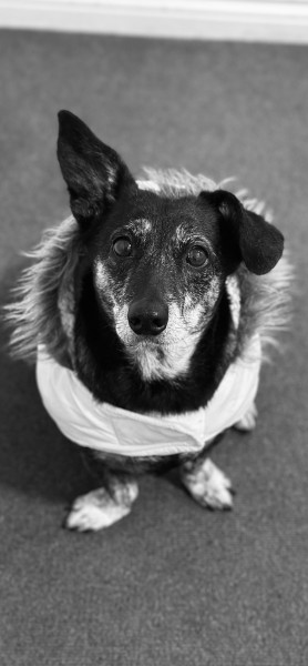 Tula