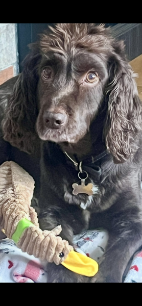 Benji