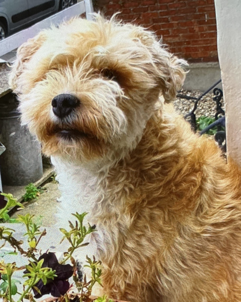 Hachi