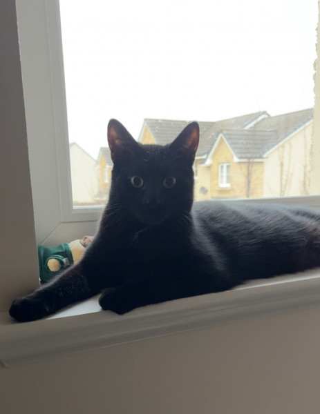 Dougie