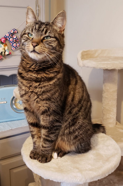 mr. kibble