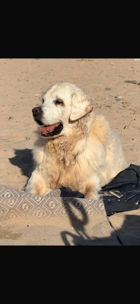 Marley