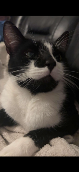 oreo