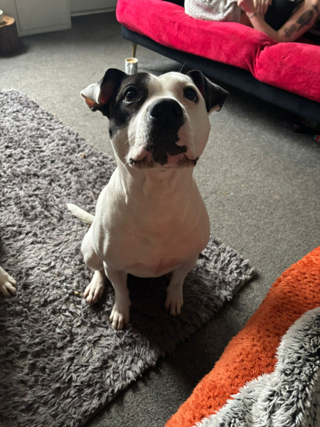 Bella