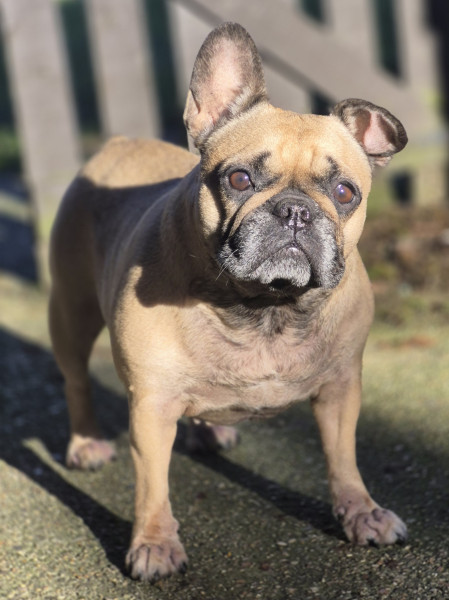 Roxie culyer