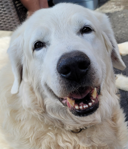 Maximus