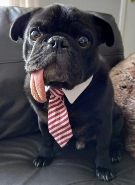Alfie