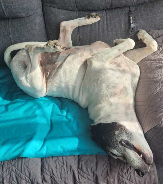 Klaus