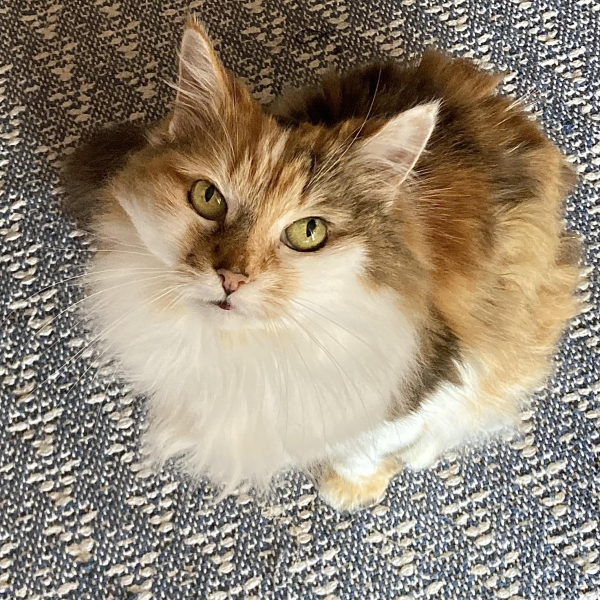 Coco