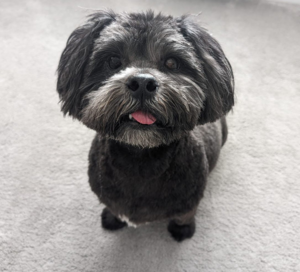 Buddy