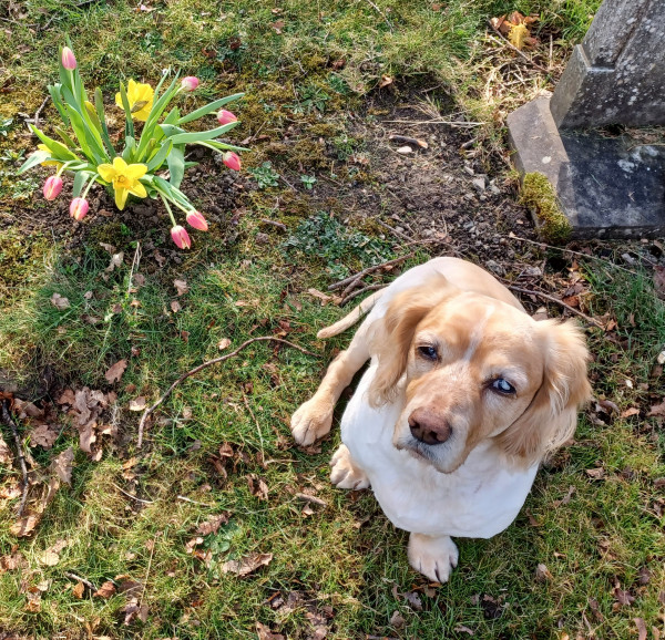 Alfie