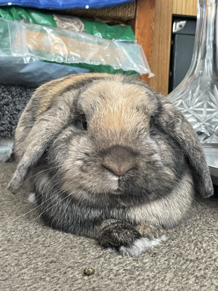 Hazel