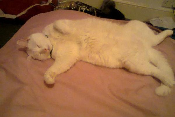 Rupert