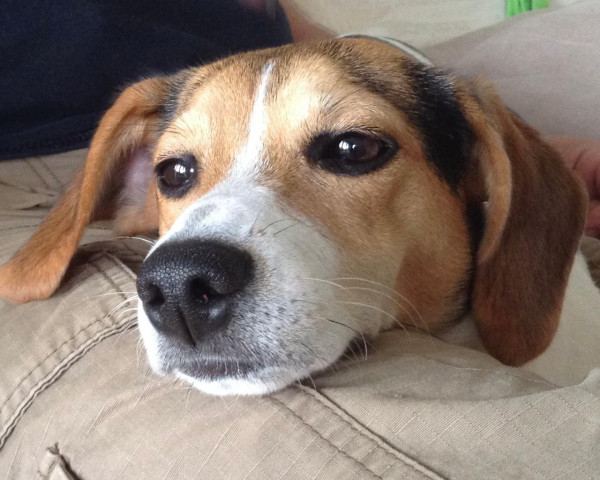 Phoebe